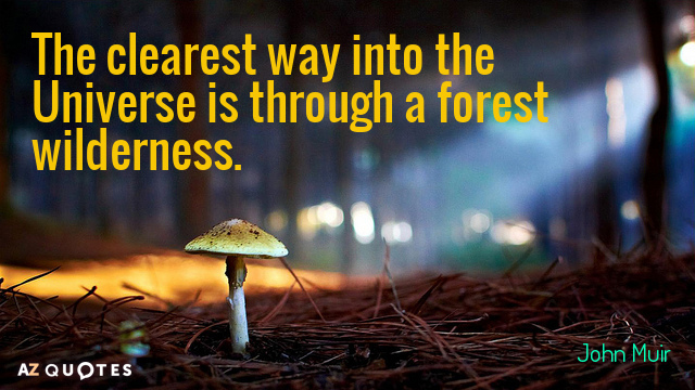 John Muir quote: The clearest way into the Universe is through a forest wilderness.