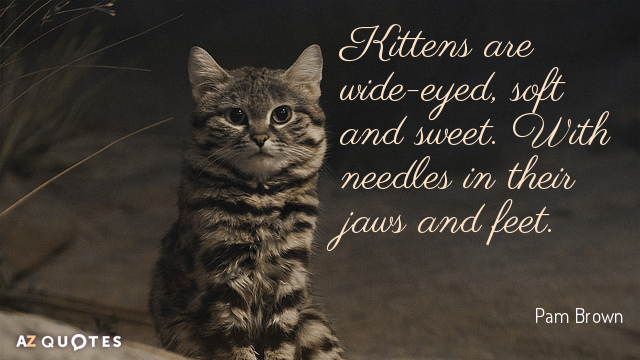 Pam Brown quote: Kittens are wide-eyed, soft and sweet. With needles in their jaws and feet.