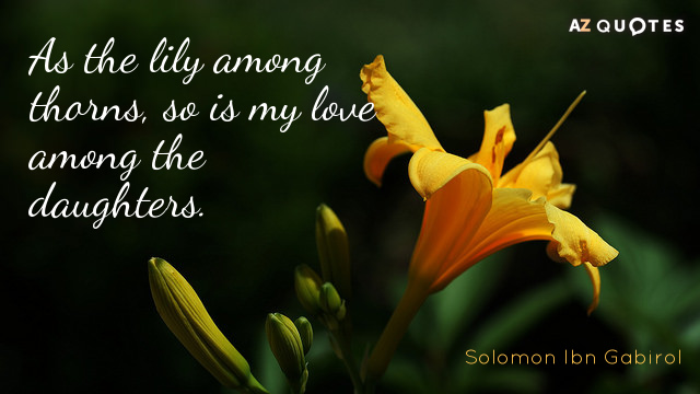 Solomon Ibn Gabirol quote: As the lily among thorns, so is my love among the daughters.