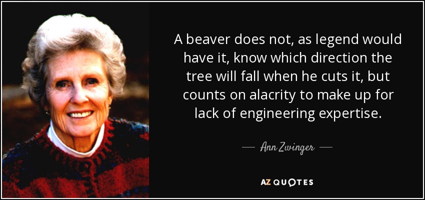 A beaver does not, as legend would have it, know which direction the tree will fall when he cuts it, but counts on alacrity to make up for lack of engineering expertise. - Ann Zwinger
