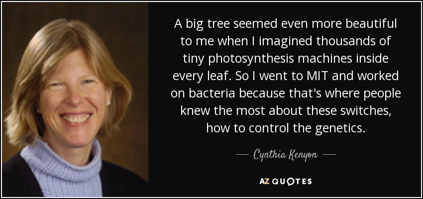 A big tree seemed even more beautiful to me when I imagined thousands of tiny photosynthesis machines inside every leaf. So I went to MIT and worked on bacteria because that's where people knew the most about these switches, how to control the genetics. - Cynthia Kenyon