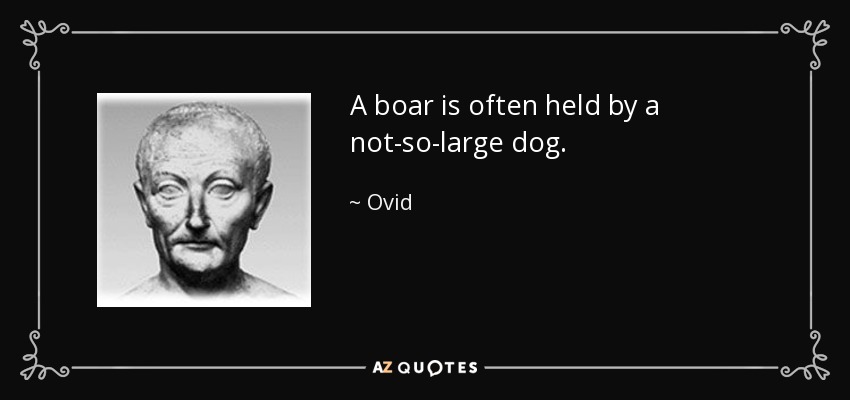 A boar is often held by a not-so-large dog. - Ovid