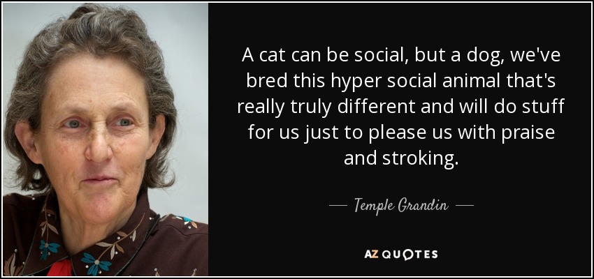 A cat can be social, but a dog, we've bred this hyper social animal that's really truly different and will do stuff for us just to please us with praise and stroking. - Temple Grandin