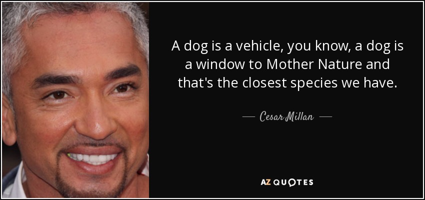 A dog is a vehicle, you know, a dog is a window to Mother Nature and that's the closest species we have. - Cesar Millan
