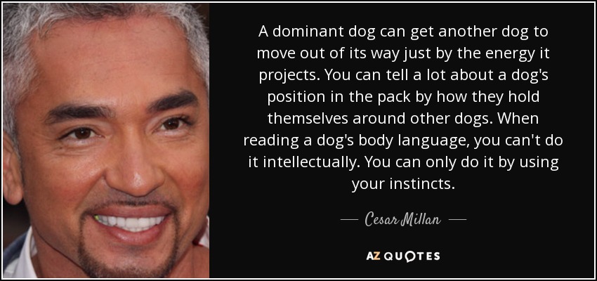 A dominant dog can get another dog to move out of its way just by the energy it projects. You can tell a lot about a dog's position in the pack by how they hold themselves around other dogs. When reading a dog's body language, you can't do it intellectually. You can only do it by using your instincts. - Cesar Millan