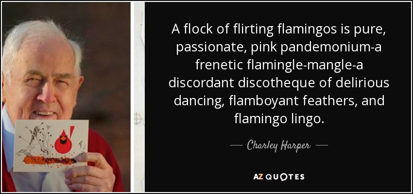 A flock of flirting flamingos is pure, passionate, pink pandemonium-a frenetic flamingle-mangle-a discordant discotheque of delirious dancing, flamboyant feathers, and flamingo lingo. - Charley Harper