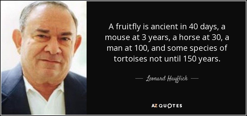 A fruitfly is ancient in 40 days, a mouse at 3 years, a horse at 30, a man at 100, and some species of tortoises not until 150 years. - Leonard Hayflick