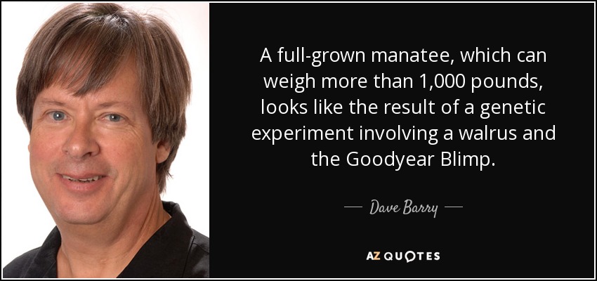 A full-grown manatee, which can weigh more than 1,000 pounds, looks like the result of a genetic experiment involving a walrus and the Goodyear Blimp. - Dave Barry