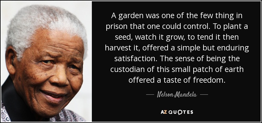 A garden was one of the few thing in prison that one could control. To plant a seed, watch it grow, to tend it then harvest it, offered a simple but enduring satisfaction. The sense of being the custodian of this small patch of earth offered a taste of freedom. - Nelson Mandela