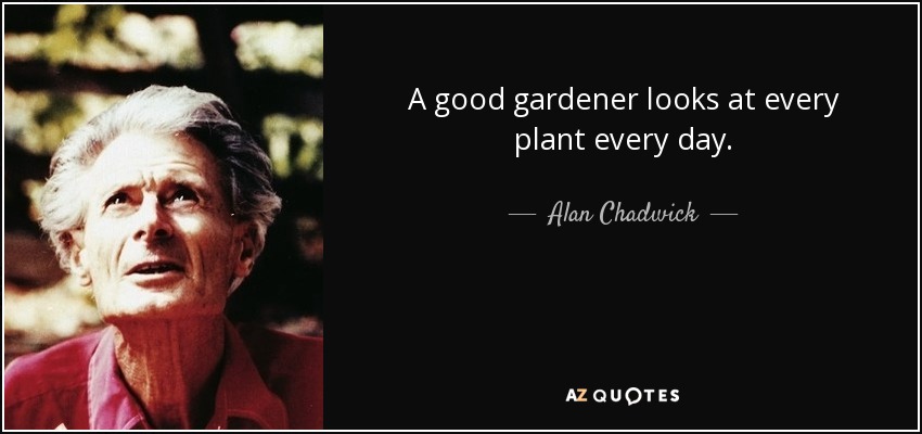 A good gardener looks at every plant every day. - Alan Chadwick