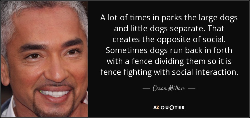 A lot of times in parks the large dogs and little dogs separate. That creates the opposite of social. Sometimes dogs run back in forth with a fence dividing them so it is fence fighting with social interaction. - Cesar Millan
