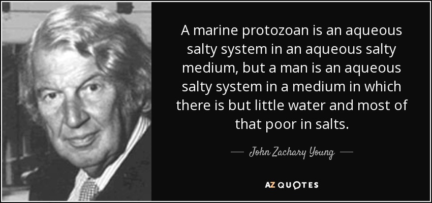 A marine protozoan is an aqueous salty system in an aqueous salty medium, but a man is an aqueous salty system in a medium in which there is but little water and most of that poor in salts. - John Zachary Young