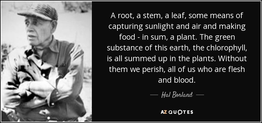 A root, a stem, a leaf, some means of capturing sunlight and air and making food - in sum, a plant. The green substance of this earth, the chlorophyll, is all summed up in the plants. Without them we perish, all of us who are flesh and blood. - Hal Borland