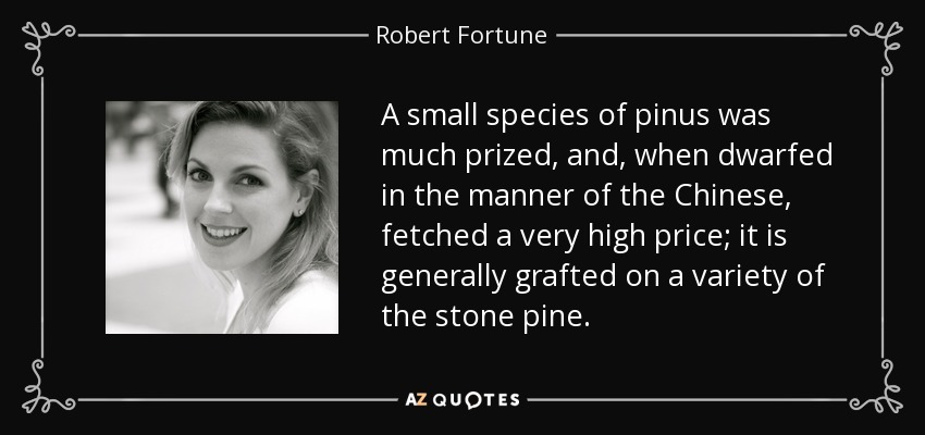 A small species of pinus was much prized, and, when dwarfed in the manner of the Chinese, fetched a very high price; it is generally grafted on a variety of the stone pine. - Robert Fortune