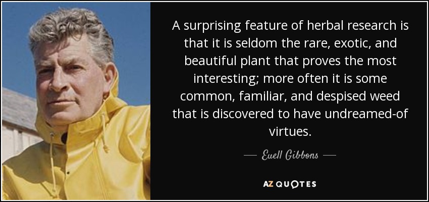 A surprising feature of herbal research is that it is seldom the rare, exotic, and beautiful plant that proves the most interesting; more often it is some common, familiar, and despised weed that is discovered to have undreamed-of virtues. - Euell Gibbons