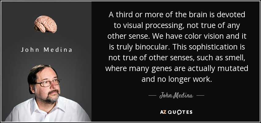 A third or more of the brain is devoted to visual processing, not true of any other sense. We have color vision and it is truly binocular. This sophistication is not true of other senses, such as smell, where many genes are actually mutated and no longer work. - John Medina