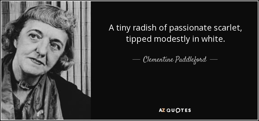 A tiny radish of passionate scarlet, tipped modestly in white. - Clementine Paddleford
