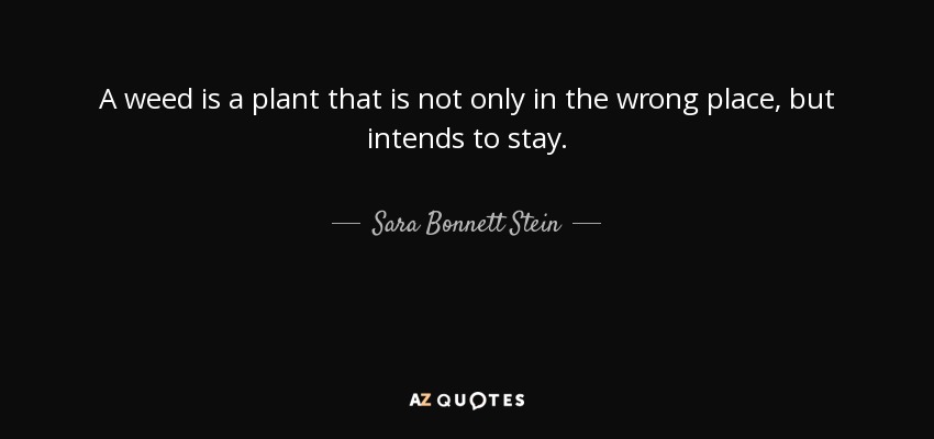 A weed is a plant that is not only in the wrong place, but intends to stay. - Sara Bonnett Stein