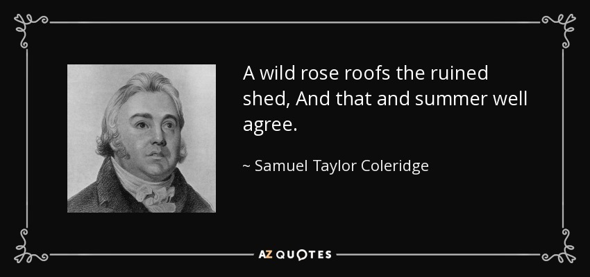 A wild rose roofs the ruined shed, And that and summer well agree. - Samuel Taylor Coleridge