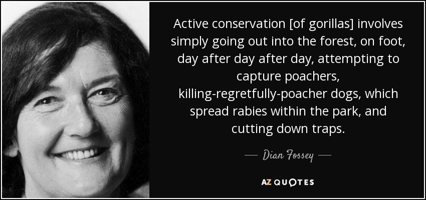 Active conservation [of gorillas] involves simply going out into the forest, on foot, day after day after day, attempting to capture poachers, killing-regretfully-poacher dogs, which spread rabies within the park, and cutting down traps. - Dian Fossey
