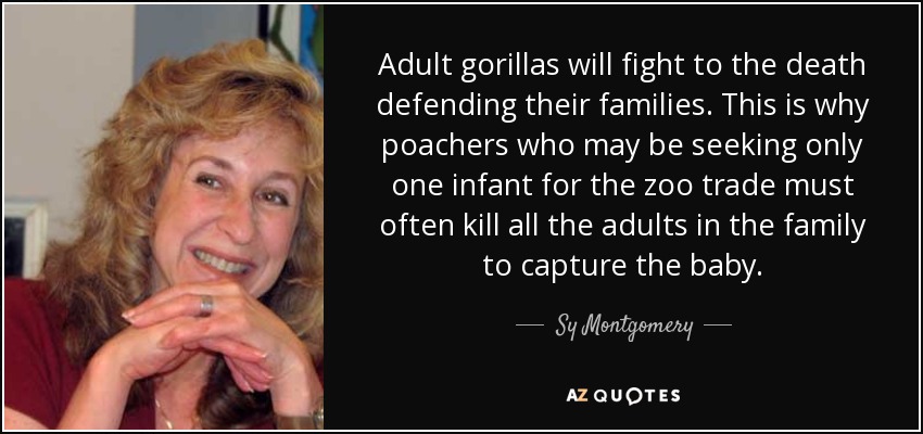 Adult gorillas will fight to the death defending their families. This is why poachers who may be seeking only one infant for the zoo trade must often kill all the adults in the family to capture the baby. - Sy Montgomery