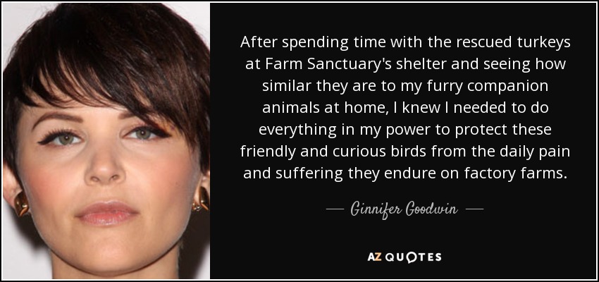 After spending time with the rescued turkeys at Farm Sanctuary's shelter and seeing how similar they are to my furry companion animals at home, I knew I needed to do everything in my power to protect these friendly and curious birds from the daily pain and suffering they endure on factory farms. - Ginnifer Goodwin