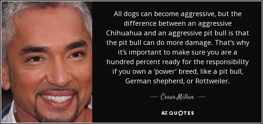 All dogs can become aggressive, but the difference between an aggressive Chihuahua and an aggressive pit bull is that the pit bull can do more damage. That's why it's important to make sure you are a hundred percent ready for the responsibility if you own a 'power' breed, like a pit bull, German shepherd, or Rottweiler. - Cesar Millan
