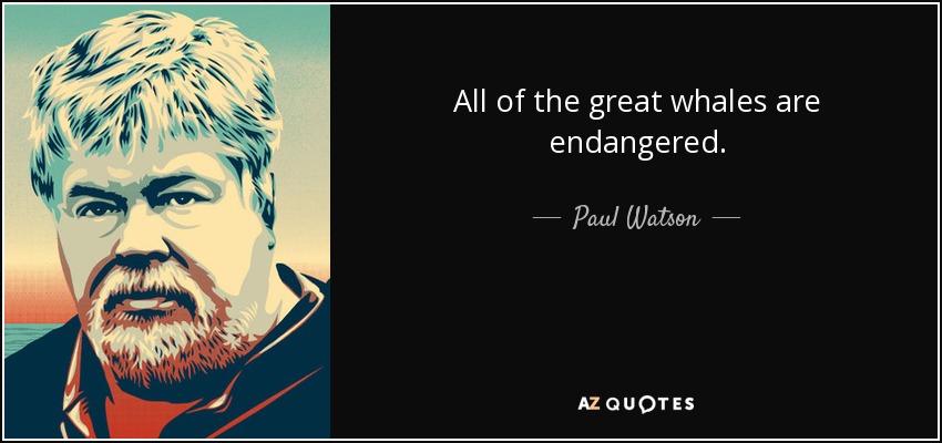 All of the great whales are endangered. - Paul Watson