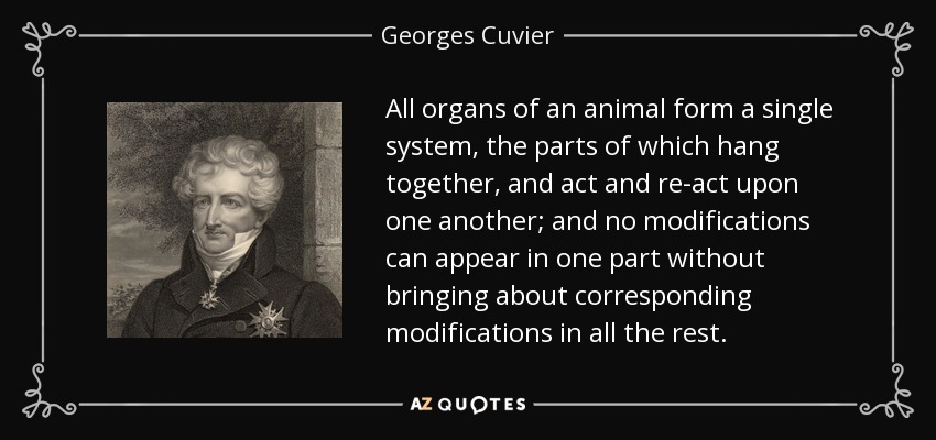 All organs of an animal form a single system, the parts of which hang together, and act and re-act upon one another; and no modifications can appear in one part without bringing about corresponding modifications in all the rest. - Georges Cuvier