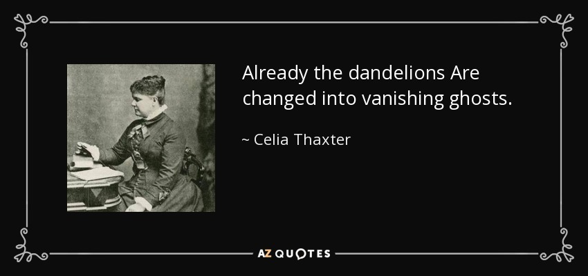 Already the dandelions Are changed into vanishing ghosts. - Celia Thaxter