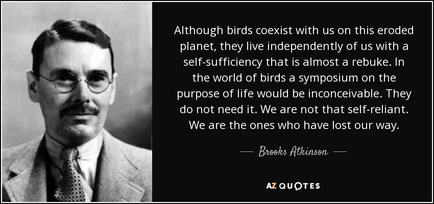 Although birds coexist with us on this eroded planet, they live independently of us with a self-sufficiency that is almost a rebuke. In the world of birds a symposium on the purpose of life would be inconceivable. They do not need it. We are not that self-reliant. We are the ones who have lost our way. - Brooks Atkinson