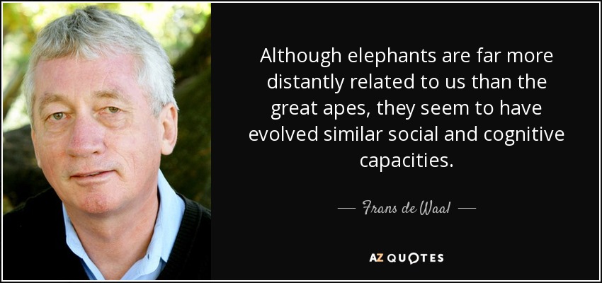 Although elephants are far more distantly related to us than the great apes, they seem to have evolved similar social and cognitive capacities. - Frans de Waal