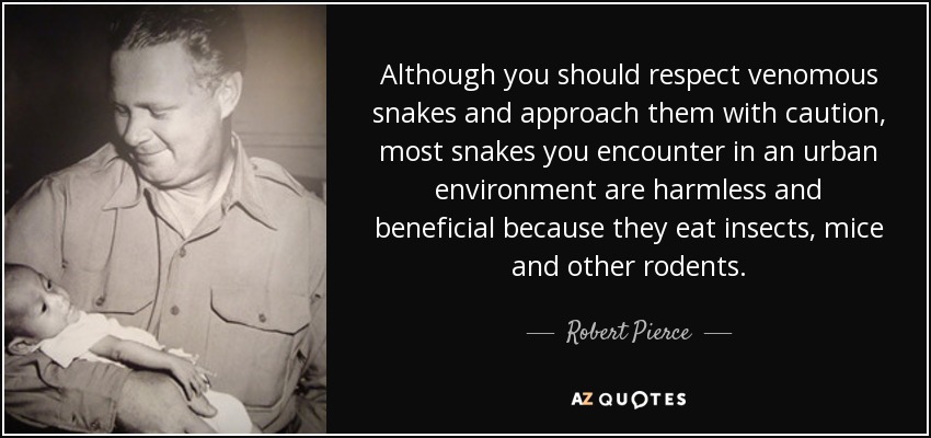 Although you should respect venomous snakes and approach them with caution, most snakes you encounter in an urban environment are harmless and beneficial because they eat insects, mice and other rodents. - Robert Pierce