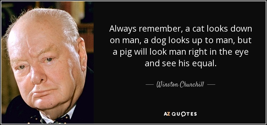 Always remember, a cat looks down on man, a dog looks up to man, but a pig will look man right in the eye and see his equal. - Winston Churchill