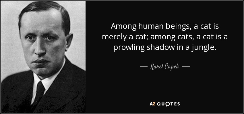 Among human beings, a cat is merely a cat; among cats, a cat is a prowling shadow in a jungle. - Karel Capek