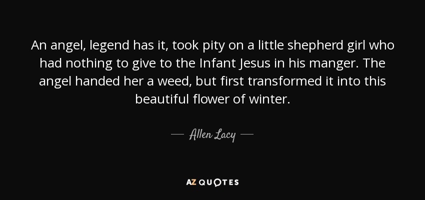 An angel, legend has it, took pity on a little shepherd girl who had nothing to give to the Infant Jesus in his manger. The angel handed her a weed, but first transformed it into this beautiful flower of winter. - Allen Lacy
