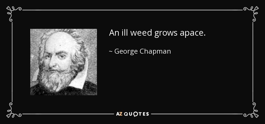 An ill weed grows apace. - George Chapman