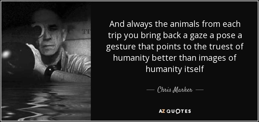 And always the animals from each trip you bring back a gaze a pose a gesture that points to the truest of humanity better than images of humanity itself - Chris Marker
