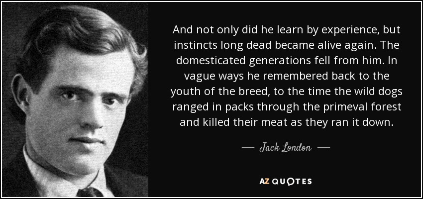 And not only did he learn by experience, but instincts long dead became alive again. The domesticated generations fell from him. In vague ways he remembered back to the youth of the breed, to the time the wild dogs ranged in packs through the primeval forest and killed their meat as they ran it down. - Jack London