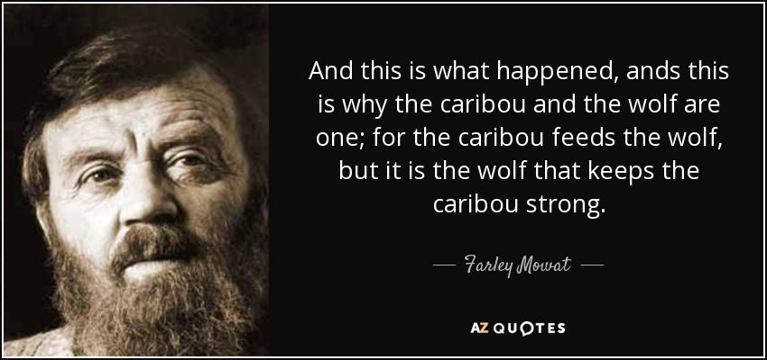 And this is what happened, ands this is why the caribou and the wolf are one; for the caribou feeds the wolf, but it is the wolf that keeps the caribou strong. - Farley Mowat