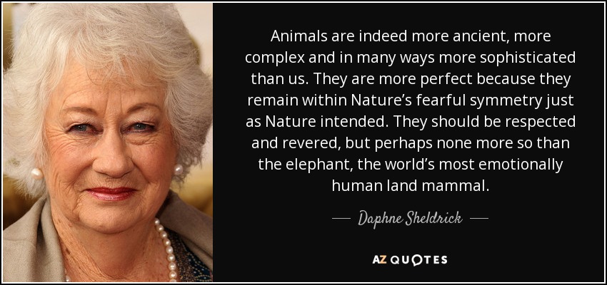 Animals are indeed more ancient, more complex and in many ways more sophisticated than us. They are more perfect because they remain within Nature’s fearful symmetry just as Nature intended. They should be respected and revered, but perhaps none more so than the elephant, the world’s most emotionally human land mammal. - Daphne Sheldrick
