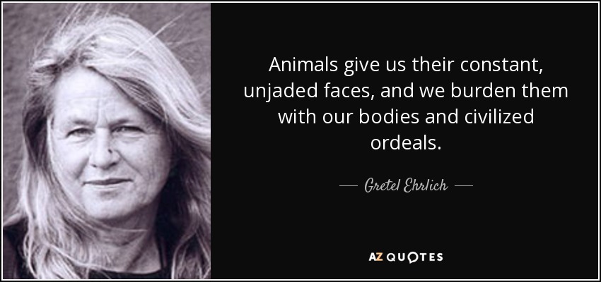 Animals give us their constant, unjaded faces, and we burden them with our bodies and civilized ordeals. - Gretel Ehrlich