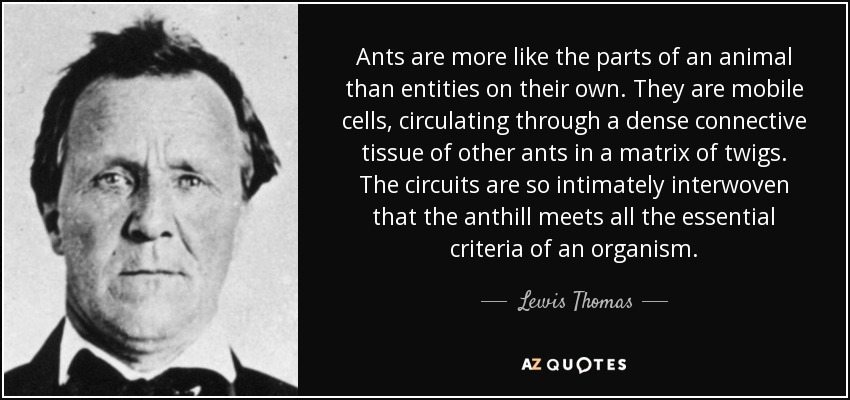 Ants are more like the parts of an animal than entities on their own. They are mobile cells, circulating through a dense connective tissue of other ants in a matrix of twigs. The circuits are so intimately interwoven that the anthill meets all the essential criteria of an organism. - Lewis Thomas
