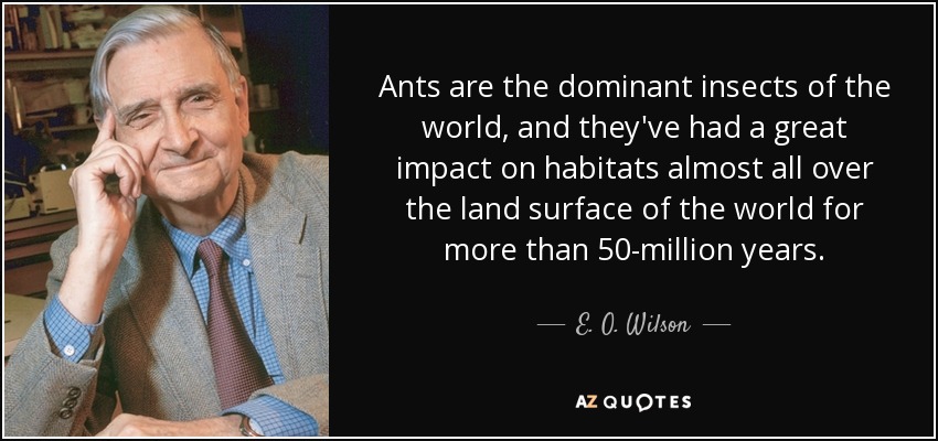 Ants are the dominant insects of the world, and they've had a great impact on habitats almost all over the land surface of the world for more than 50-million years. - E. O. Wilson