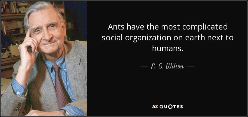 Ants have the most complicated social organization on earth next to humans. - E. O. Wilson