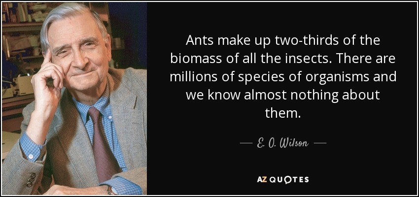 Ants make up two-thirds of the biomass of all the insects. There are millions of species of organisms and we know almost nothing about them. - E. O. Wilson