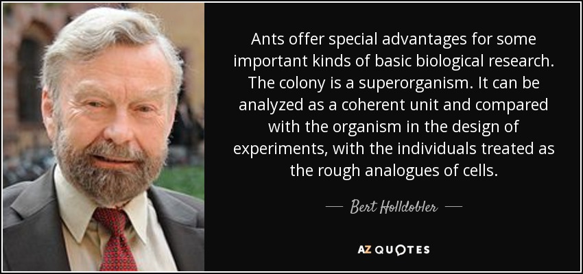 Ants offer special advantages for some important kinds of basic biological research. The colony is a superorganism. It can be analyzed as a coherent unit and compared with the organism in the design of experiments, with the individuals treated as the rough analogues of cells. - Bert Holldobler