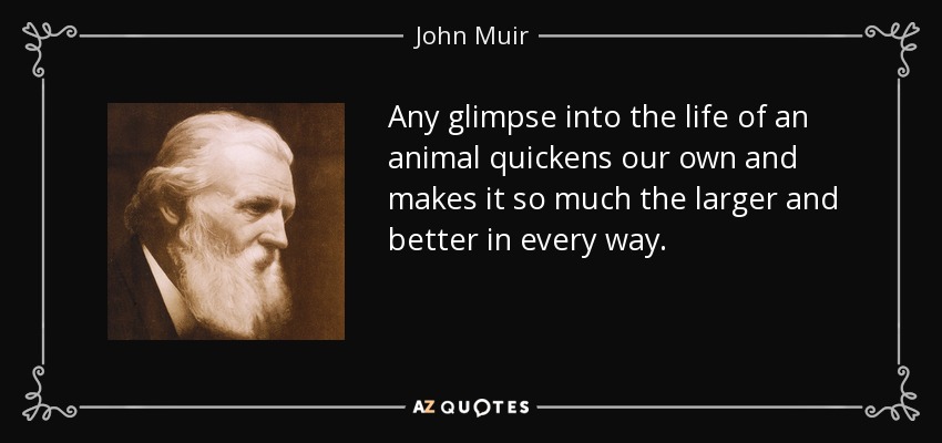 Any glimpse into the life of an animal quickens our own and makes it so much the larger and better in every way. - John Muir