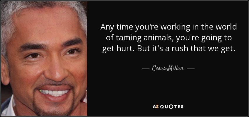 Any time you're working in the world of taming animals, you're going to get hurt. But it's a rush that we get. - Cesar Millan