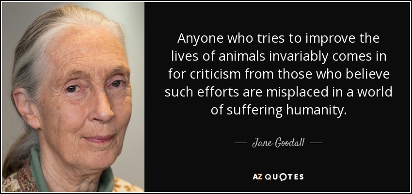 Anyone who tries to improve the lives of animals invariably comes in for criticism from those who believe such efforts are misplaced in a world of suffering humanity. - Jane Goodall